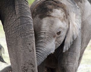 A baby elephant nurses in Amboseli National Park, Rift Valley Province, Kenya.