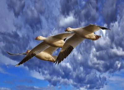 Snow geese in flight above Sauvie Island, Oregon.
