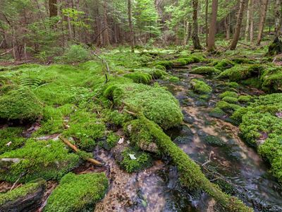 Wooded Hemlock Bog