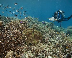Underwater photo of a diver recording data about a tropical coral reef as fish swim nearby.