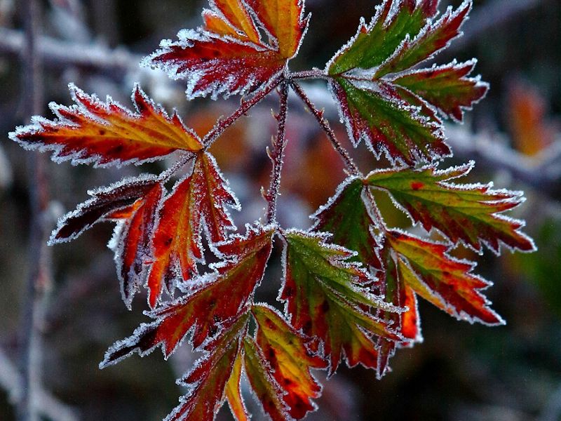 Frost on red leaves