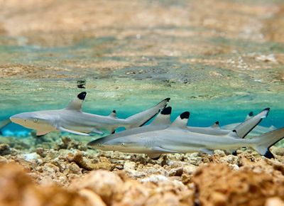 A group of young sharks in shallow, tropical water.