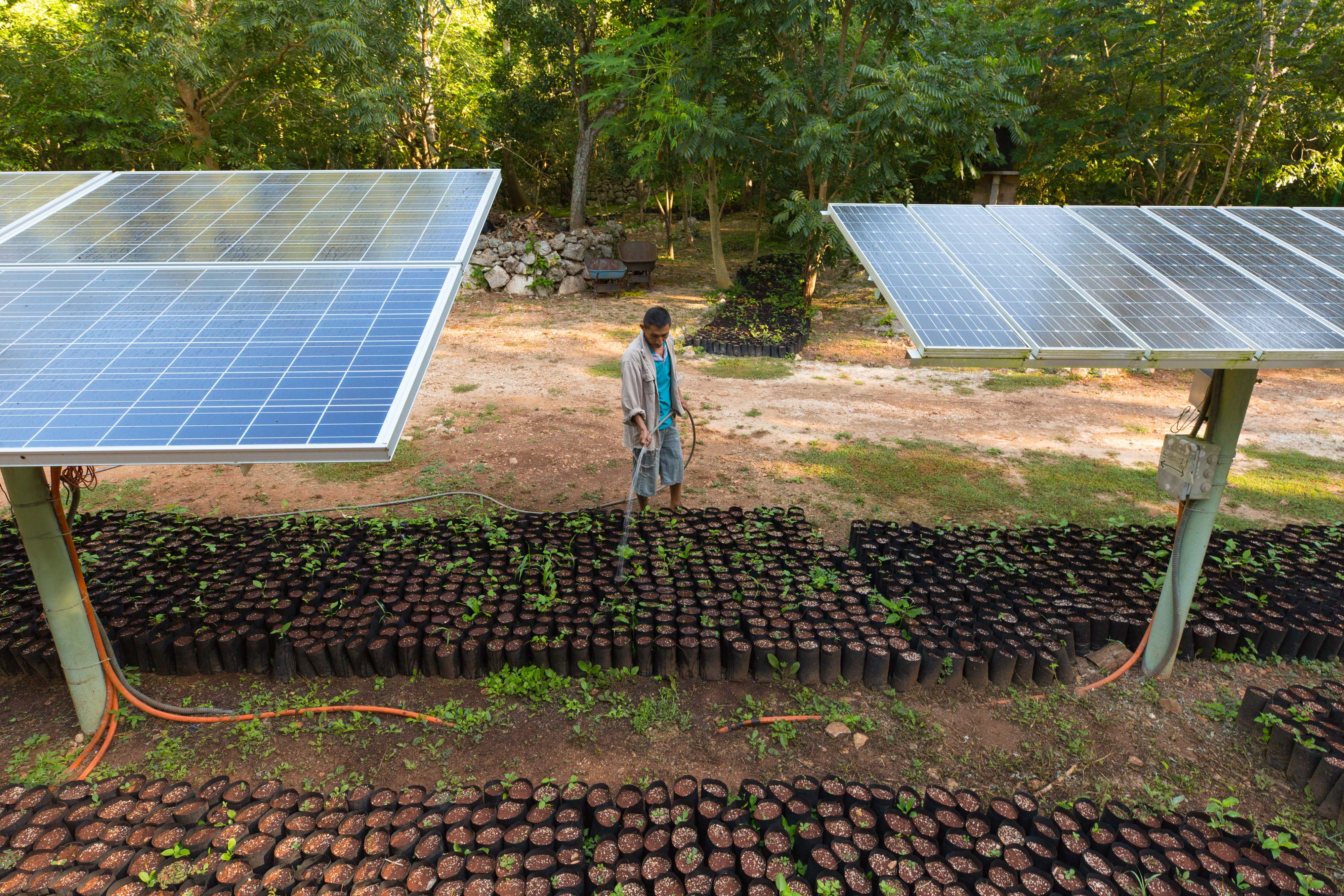 Person watering seedlings between two solar panels.