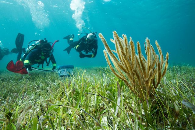 Two scuba divers float over a seagrass meadow towards a coral practicing skills for post-storm rapid response activities.