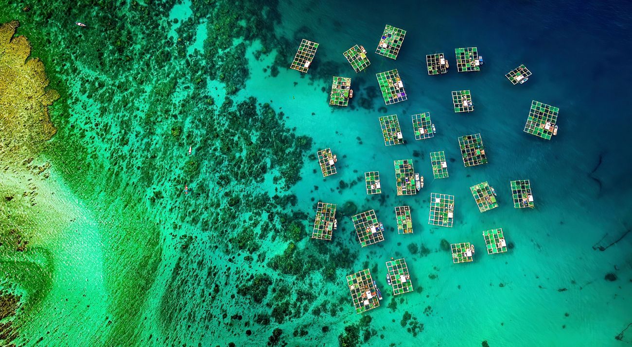 An aerial view of dark and light green wetlands with patches of blue water.