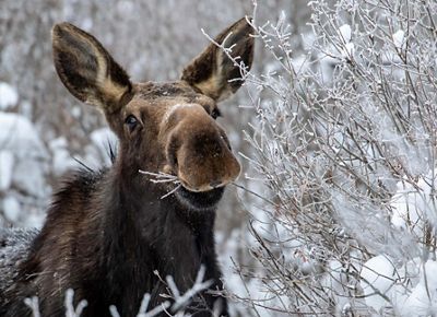 Moose eating in winter snow.
