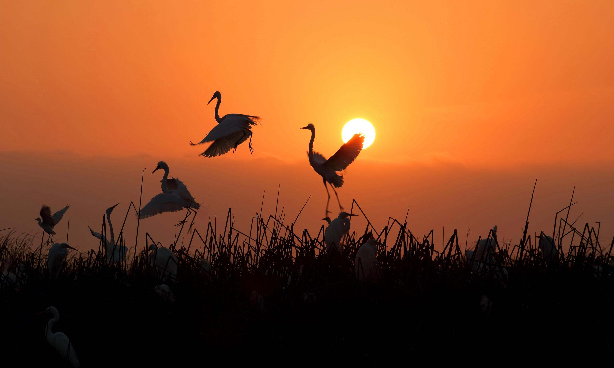 herons dancing at sunset.