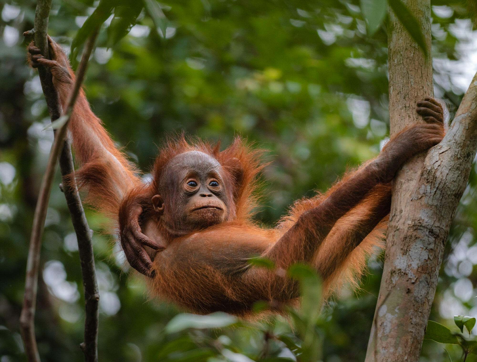 a baby orangutan swinging from a tree branch.