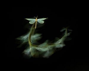 An antlion flies in the summer night in the Kiskunság steppe. To show the dynamics of the movement, I chose a long shutter speed. I followed it with an LED light, I set the focus to manual. The flash flashed on the second shutter. Only a few sharp pictures turned out.