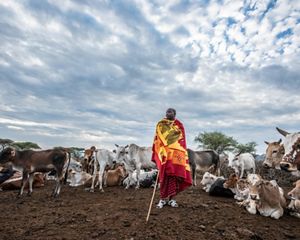 Naronyo Nang’oiho stands with his livestock in Selela, northern Tanzania. 