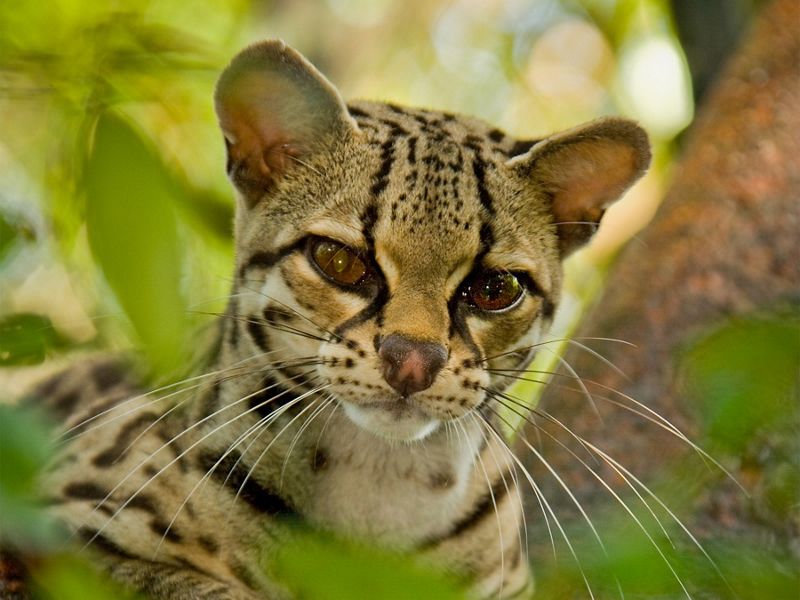 A small wild cat with big eyes, long whiskers and a leopard-like pattern looks around in a tropical rainforest.
