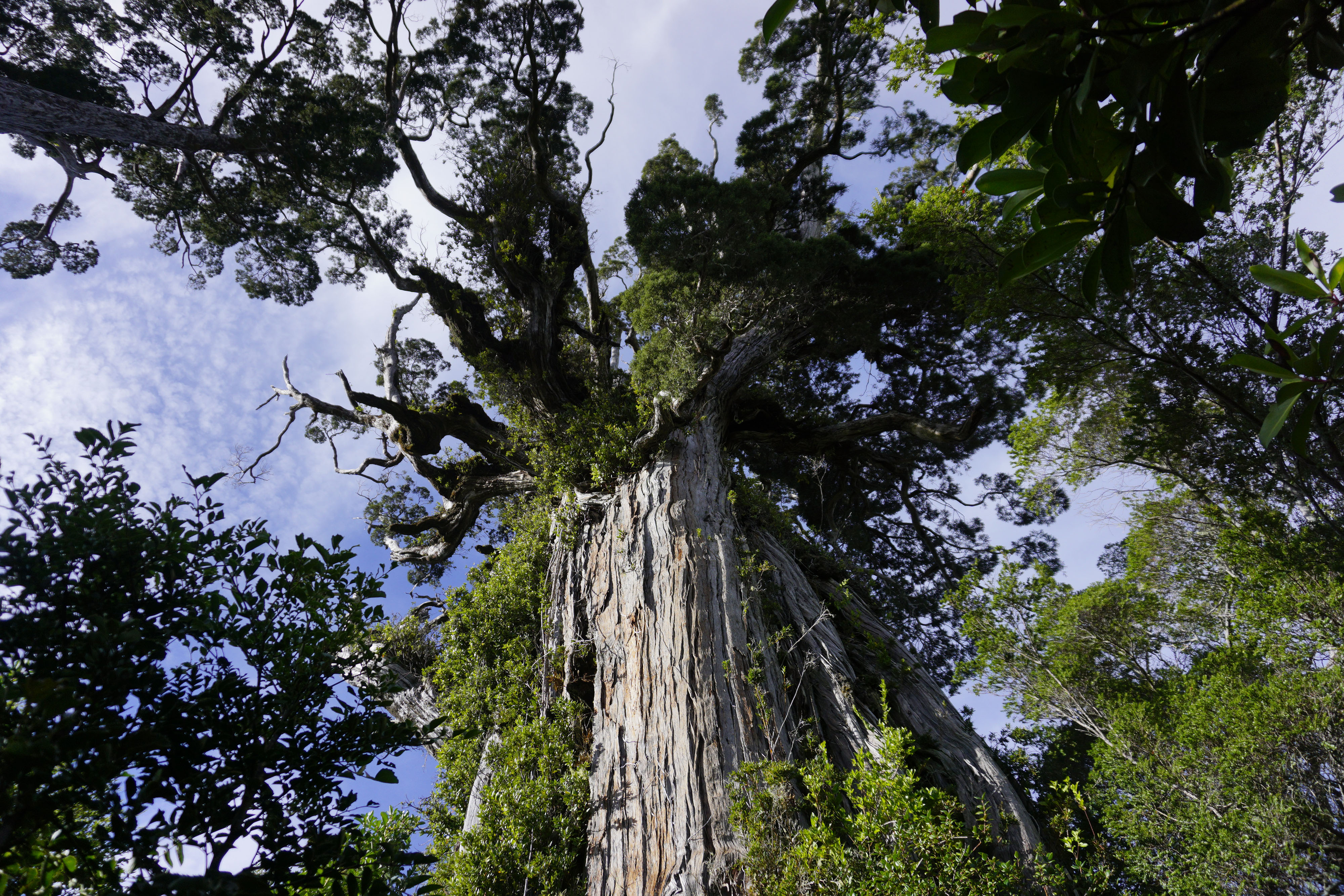 looking up at a large, old tree.