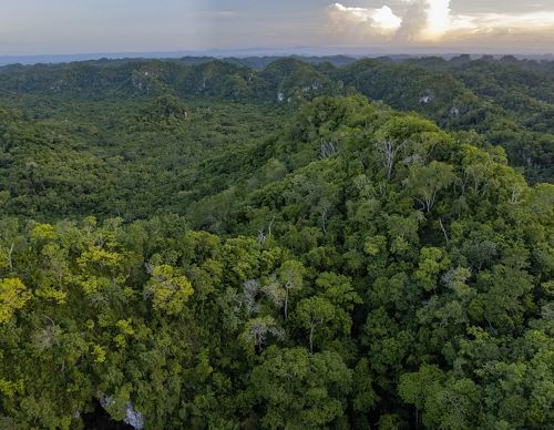 Aerial view of the Maya Forest in Belize.