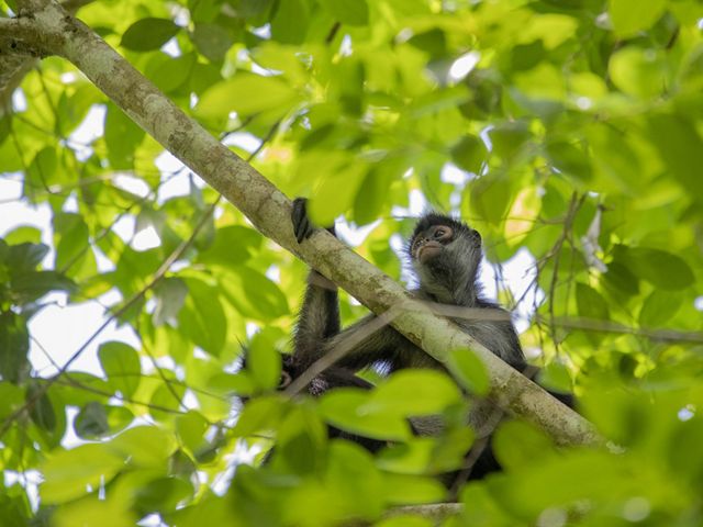 A Geoffroy's spider monkey hangs onto a leafy tree branch in the Rio Bravo Conservation Area.
