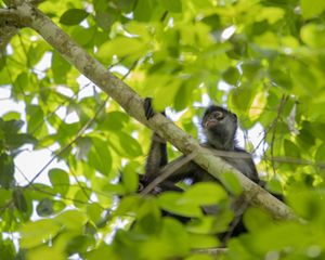 A monkey with dark fur hangs on to a leafy branch.
