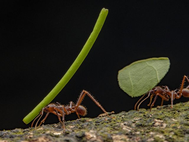 Ants march along carrying leaf cuttings.