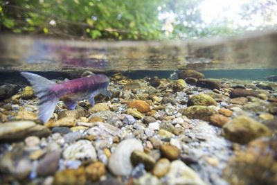 Underwater view of a salmon swimming in the crystal clear water of a river with a rocky bottom.