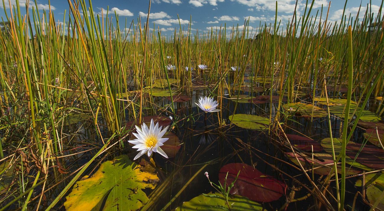 Water lilies under a big blue sky