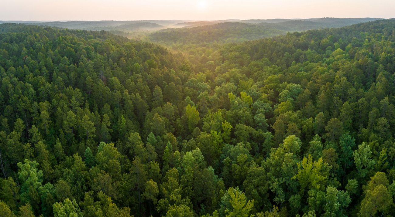 Aerial view of a vast longleaf pine forest. 
