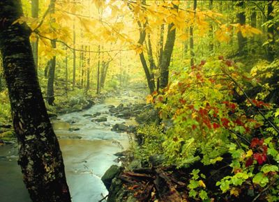 Fall foliage along a stream at Baxter's Hallow, TNC's Wisconsin preserve.