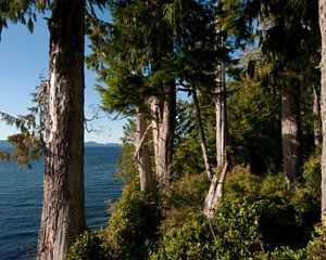 View of evergreen trees along a coast with blue water.