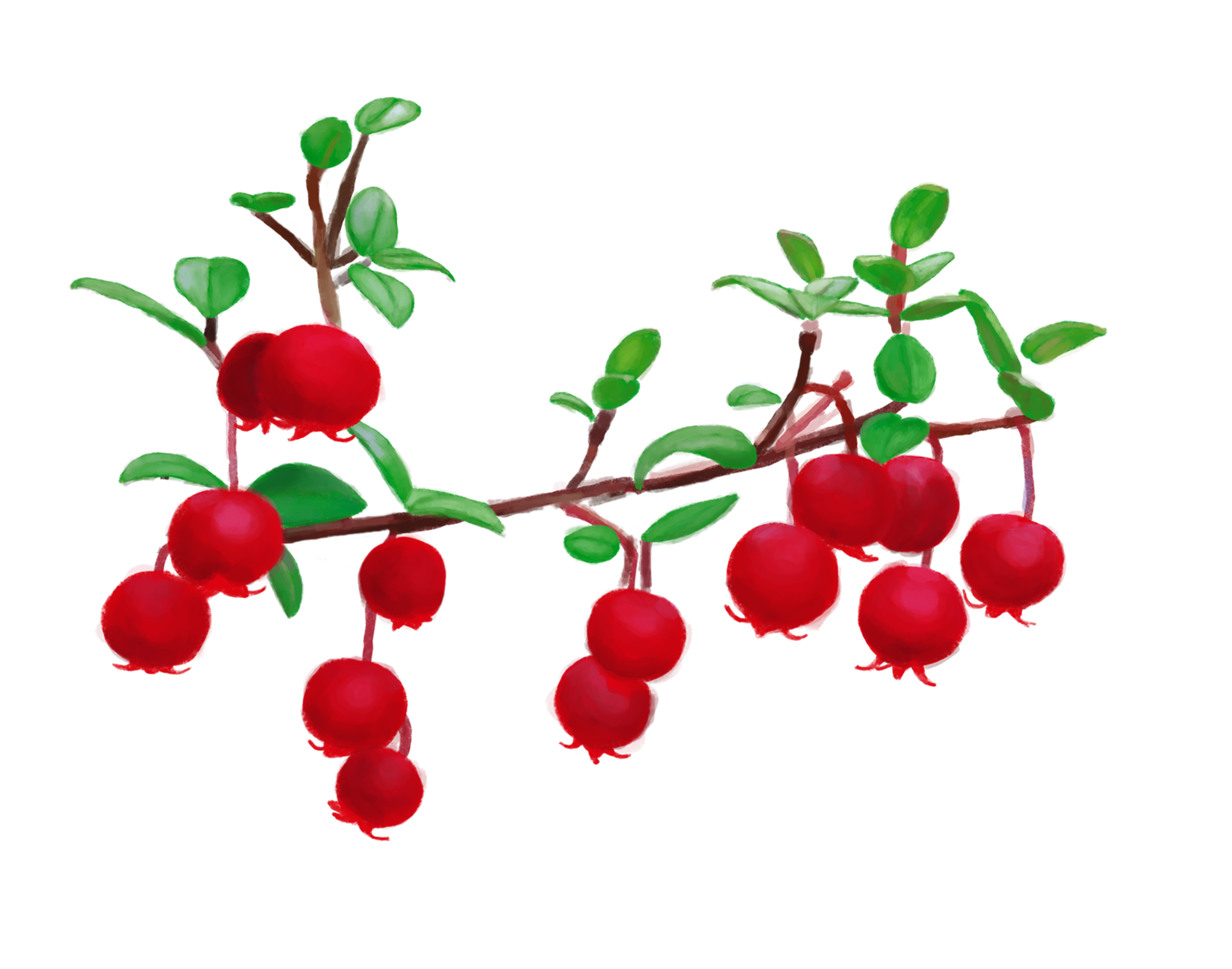 Illustration depicting endemic plants that have red berries.